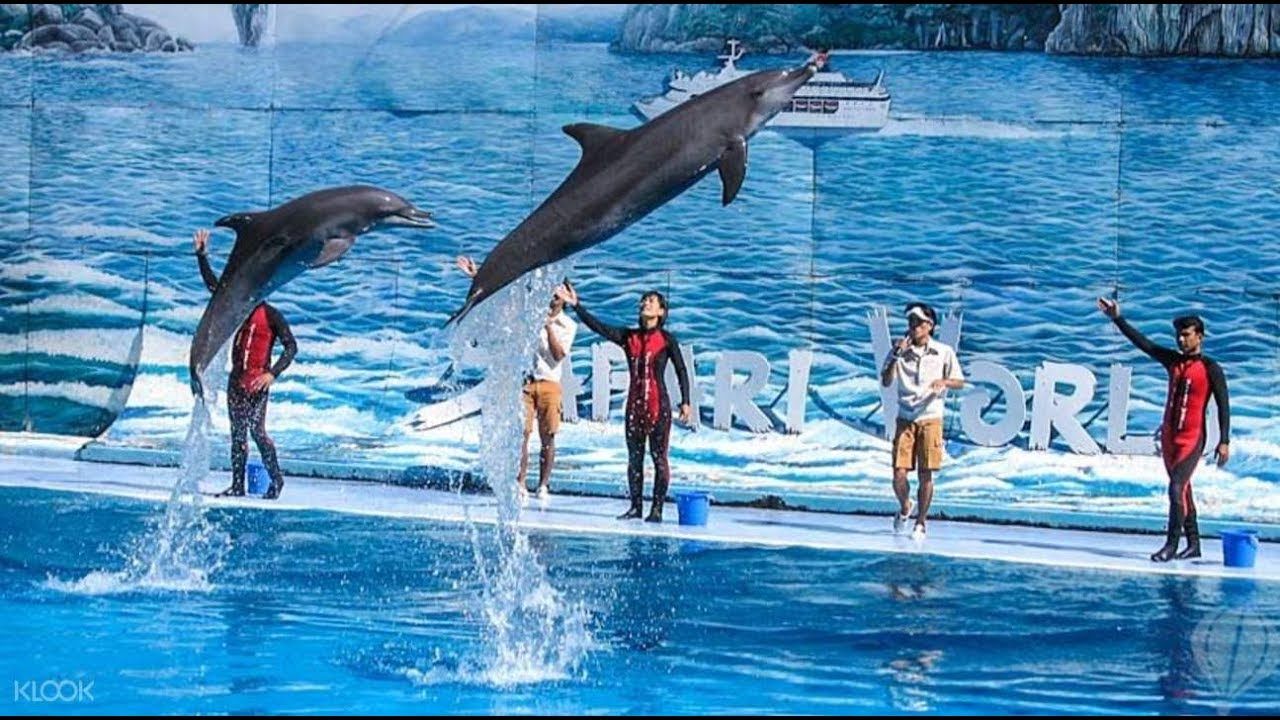 Dolphin Show