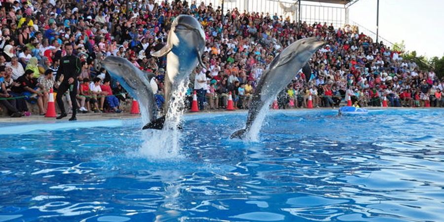 Dolphin Show